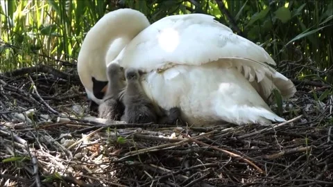 2 day old Cygnets Stock Footage 130387346