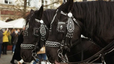 2 Decorated horses on carriage Stock Footage 99367587