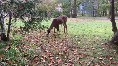 2 Deer graze amongst Fall leaves Stock Footage 219023013