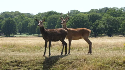 2 Deer Looking Around The Field - Straight At Camera Stock Footage