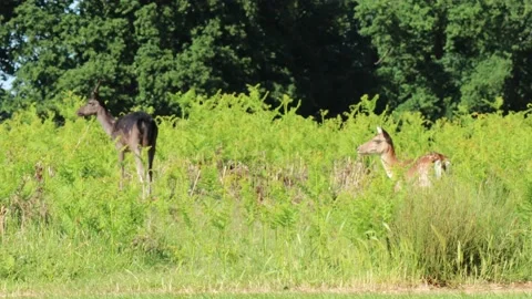 2 Deer  in a park Beige colored Deer &amp; Dark Brown sneezes Video stock 133609369