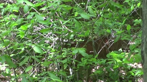 2 deer run off Video stock 47201547