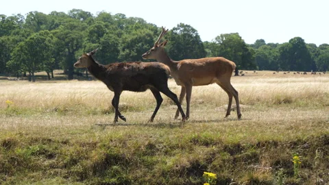 2 Deer Walking Along The Stream On A Sunny Day 库存影片 136698765