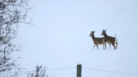 2 deer walking through field Stock Footage 10756450