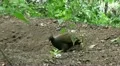 2 digging Dusky Megapodes birds close up HD Footage