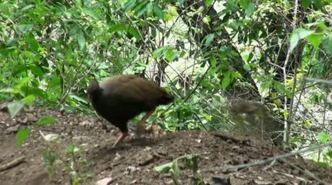 2 digging Dusky Megapodes Stock Footage 12658730