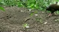 2 digging Dusky Megapodes HD Footage