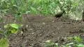 2 diging Dusky Megapodes birds HD Footage