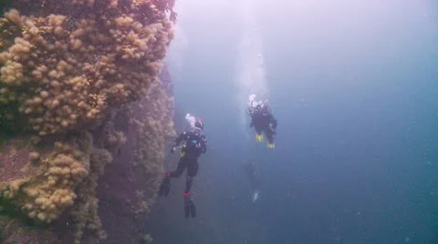 2 divers spong wall Stock Footage 12537435