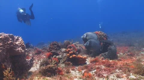 2 divers,2 angelfish Vídeo Stock 11166333