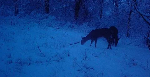 2 does eating snow Stock Photos