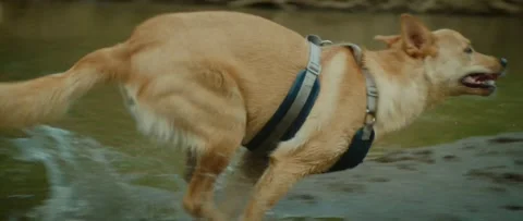 2 Dog running on Sand Stock Footage 133541015