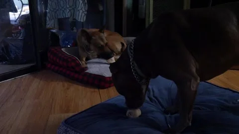 2 dogs chewing on bones Stock Footage 156661375