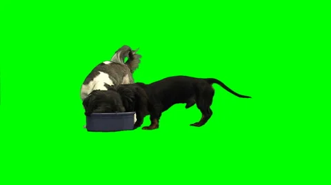 2 dogs drinking on green Stock Footage 49861710