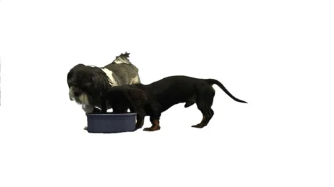 2 dogs drinking on white Stock Footage 49861708