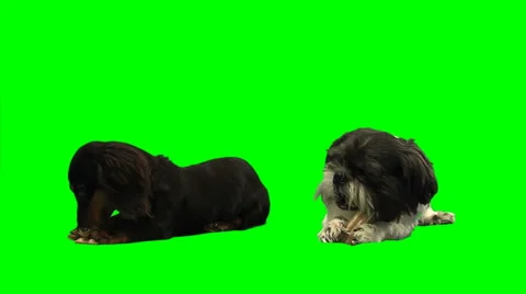 2 dogs eating bones on white Stock Footage 49861748