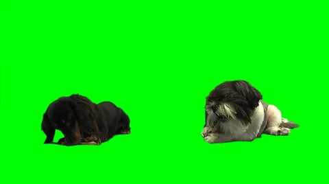 2 dogs eating bones on white Stock Footage 49861753