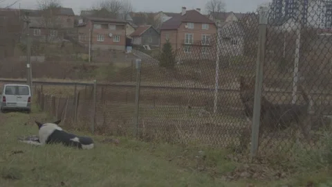 2 Dogs Stock Footage 165421862