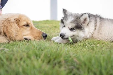 2 dogs lying in the front yard. Stock Photos