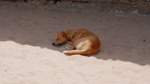 2 dogs lying on sand under shadow Stock Footage 304446076