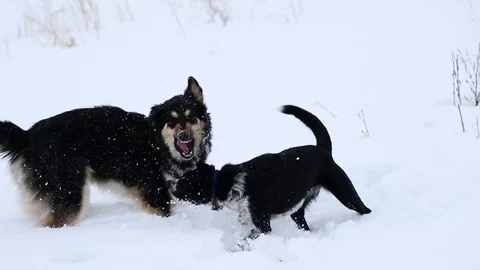 2 dogs playfully fighting in deep snow during a cloudy winter day. 스톡 동영상 115264393