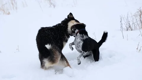 2 dogs playfully fighting in deep snow during a cloudy winter day. 스톡 동영상 117400840