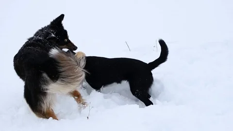 2 dogs playfully fighting in deep snow during a cloudy winter day. Stock Footage 117400841