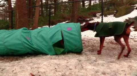 2 Dogs Playing Stock Footage 888470