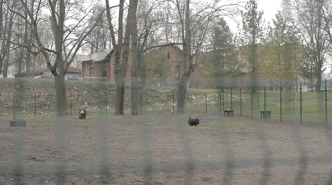 2 Dogs Playing Stock Footage 31747922