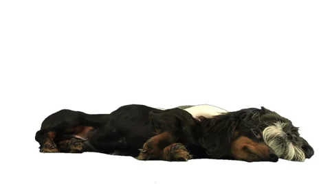 2 dogs playing on greenscreen Stock Footage 49861713