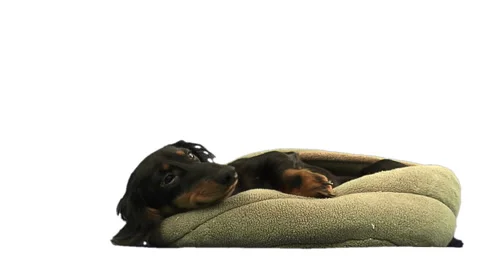 2 dogs playing on greenscreen Video stock 49861721