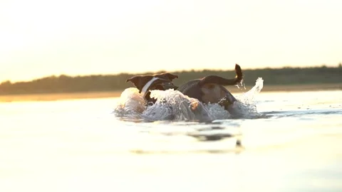 2 dogs playing in a lake Stock Footage 202213247