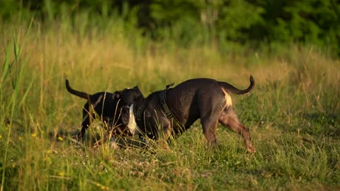 2 dogs playing with a stick Stock Footage 202213269