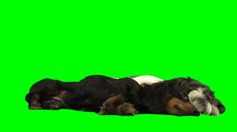 2 dogs playing on white Stock Footage 49861716