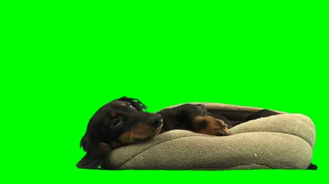 2 dogs playing on white Stock Footage 49861725