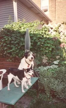 2 dogs smiling Foto stock