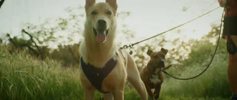 2 Dogs stand in a Grassy Trail Stock Footage 133541014