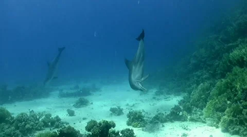 2 dolphins playing with corals Stock Footage 63742241
