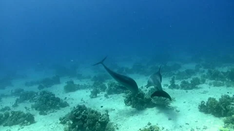 2 dolphins playing with corals Stock Footage 63745226
