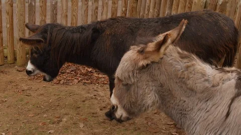 2 donkeys stand side by side 動画素材 122199552
