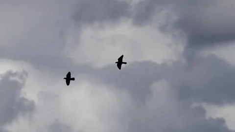 2 Doves in cloudy sky Stock Footage 119357946