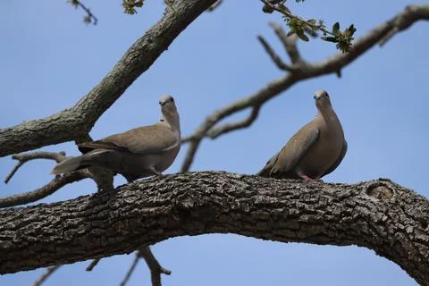 2 DOVES Stock Photos