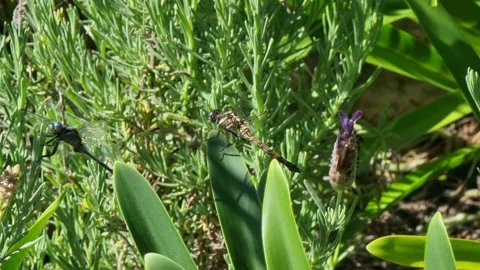 2 Dragon Flies Sitting On Plants Stock Footage 168924886