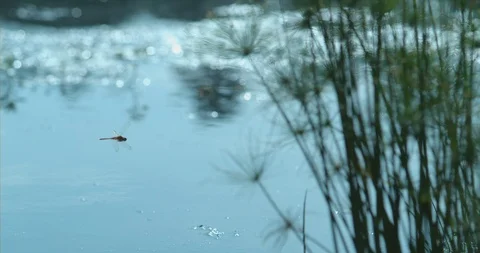2 Dragonflies chasing each other in slow motion Stock Footage 97831907