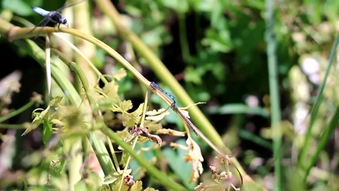 2 Dragonfly's are mating and one is watching above Stock Footage 278337241