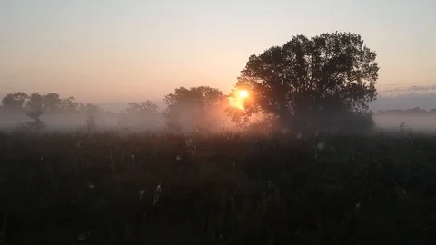 2 drone flying to the sun through the trees and morning fog 1 Stock Footage 114350368