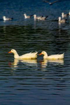 2 duck Stock Photos