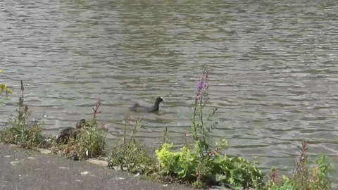 2 ducks 7s Stock Footage 85599488