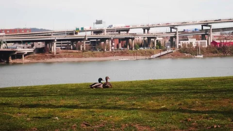 2 Ducks In The City Stock Footage 106510028