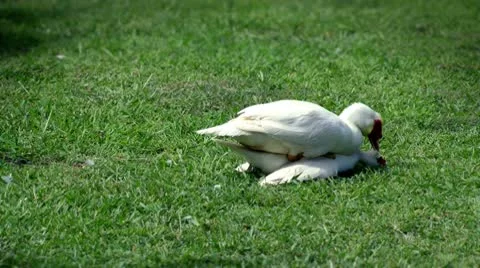 2 ducks doing what ducks do... Vídeo Stock 10577694